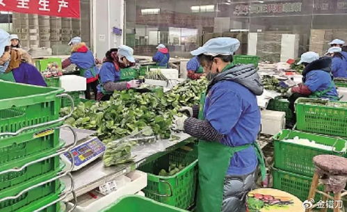 內地平價超市遭香港居民搶購，新鮮蔬菜零售何以成焦點？