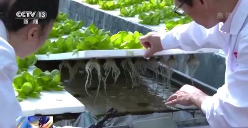 科技賦能“菜籃子” 看蔬菜大棚如何變身“綠色車間”，直達新鮮零售